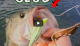 Topwater Modesto Reservoir Bass Fishing VIDEO