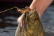 Hollow Body Craw from LIVETARGET Announced Best Freshwater Soft Lure at ICAST