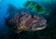 Giant Sea Bass Thriving in Mexican Waters