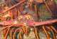 Recreational Spiny Lobster Season Opening