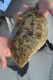 Massive Catch Reduction Possible on N.J. Summer Flounder