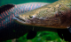 Largest freshwater-scaled fish with a face