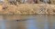 Sea lions feast on fish on the American River VIDEO