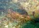 Spiny Lobster Report Cards Due by April 30