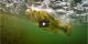 Underwater Footage of Bass Destroying Jerkbaits! VIDEO