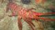 California Recreational Spiny Lobster Season Now Underway