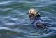 Wildlife officials attempt safe capture of unusually aggressive sea otter