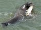 Update on the program that killed sea lions preying on chrome fish