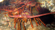 Public Health Hazard Closes Commercial Spiny Lobster Fishery at East End of Santa Cruz Island