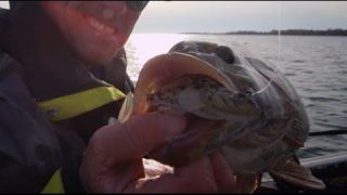 Livetarget Goby Smallmouth Smashfest - Dave Mercer's Facts of Fishing THE SHOW