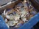 Monterey Bay to Open for Crabbing