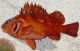 San Francisco and Mendocino California Recreational Groundfish ‘Offshore-Only’ Season