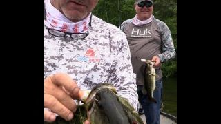 Postspawn with Shad and Bluegill Pattern Frogs