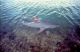 NOAA Says Atlantic Shark Populations Healthy—Commercial Season Opens Jan. 1