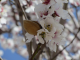 Almond trees are blooming