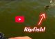 Hybrid Fishing Lure!