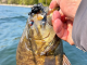 Cory Johnston's Northern Smallmouth Approach