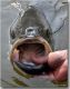 Stock Assessment for Striped Bass