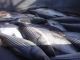 New stock assessments of summer flounder and striped bass are ready