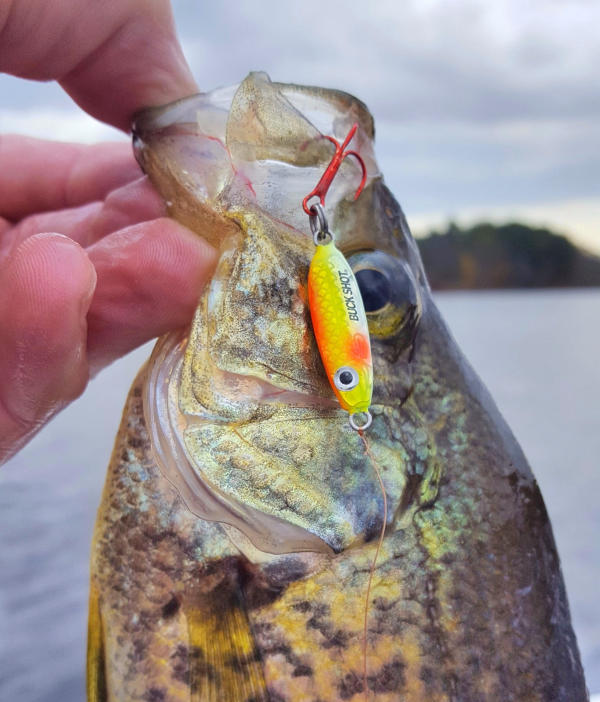 https://www.westernbass.com/shared/managedfiles/articles/images/entice_fish_with_the_northland_buck_shot_rattle_spoon.jpg
