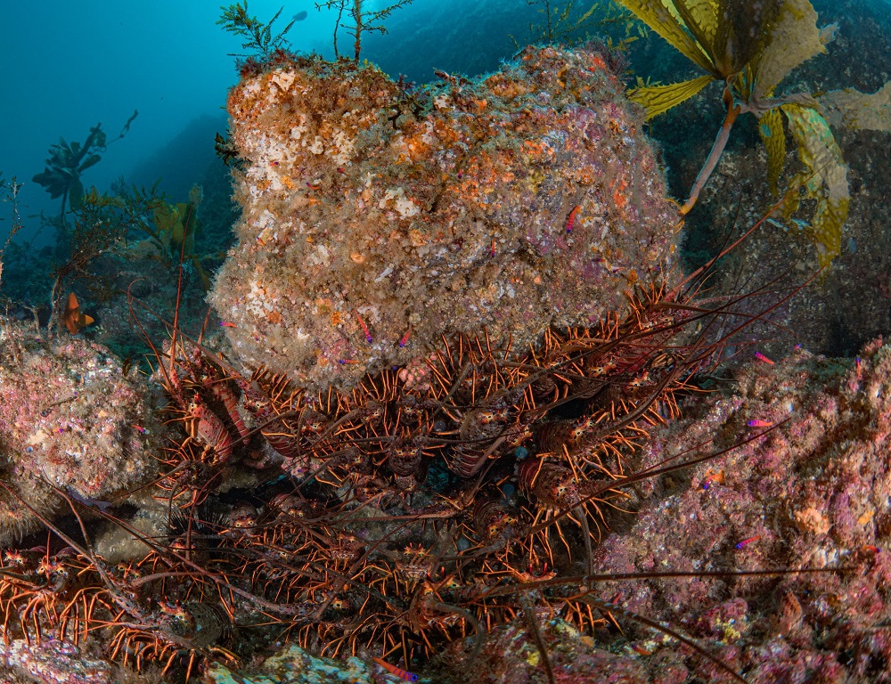 California Lobster Season to Open Oct. 2