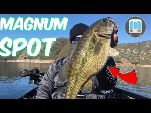 New melones lake Magnum Spotted Bass | Westernbass.com